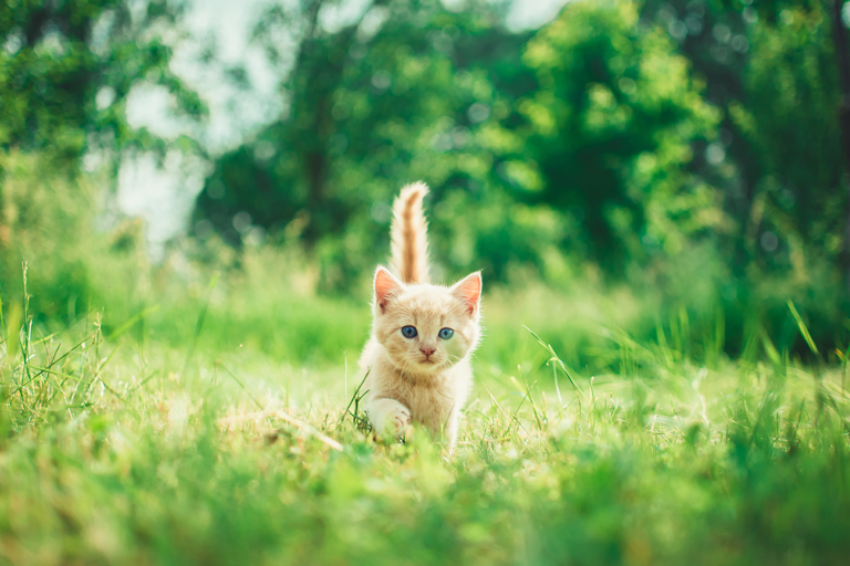 Come aiutare un gatto a ritrovare la strada di casa