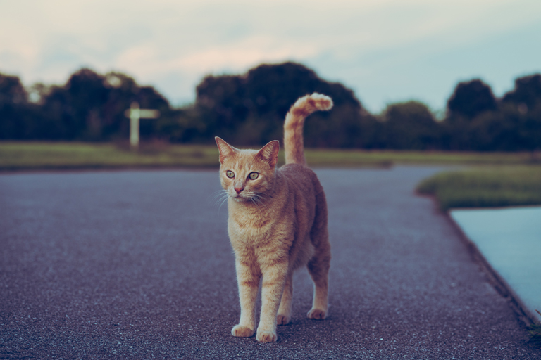 Un gatto può ritrovare strada di casa