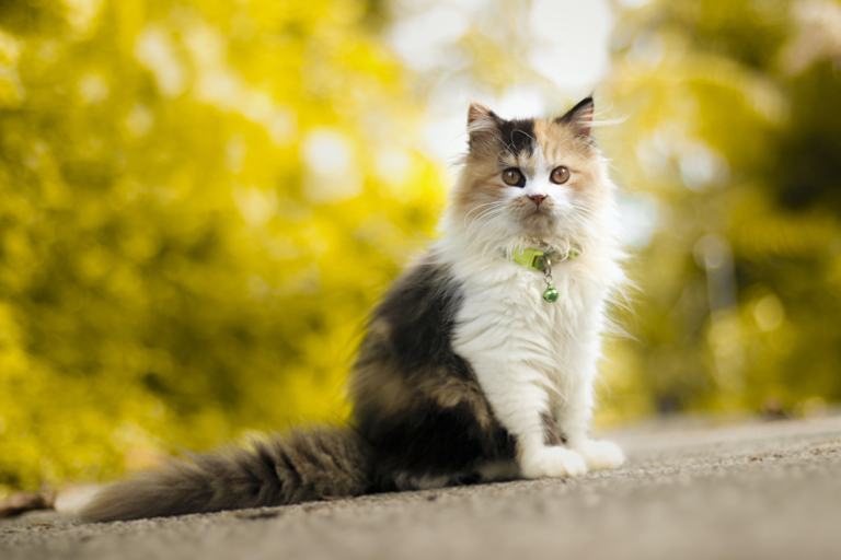 Gatto Persiano Immagini