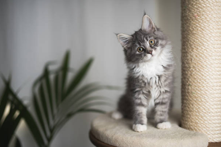 Il Gatto Maine Coon Foto