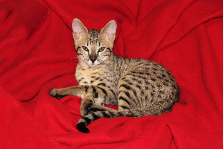 Il Gatto Serval Carattere