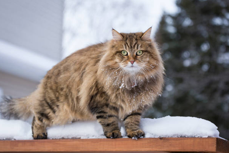 Il Gatto Siberiano Abitudine