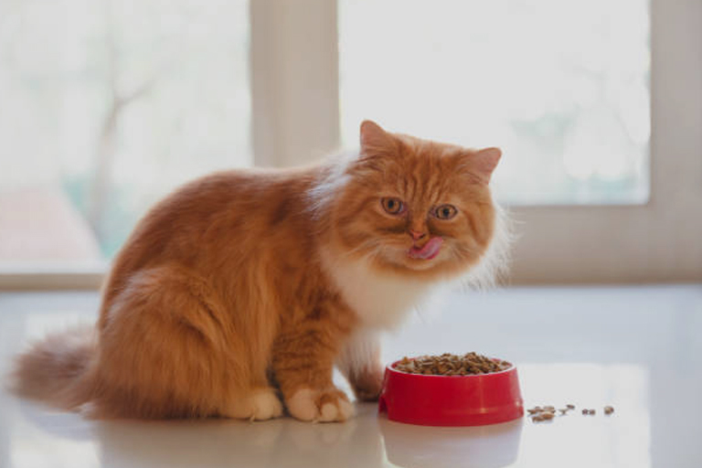 Cosa non possono mangiare i gatti