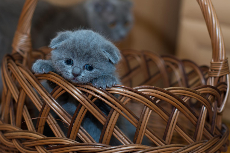 Quanto costa un gatto di razza