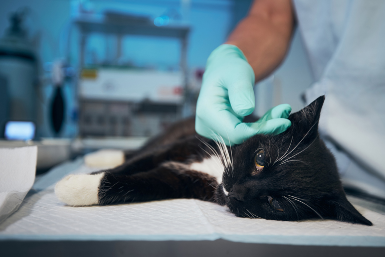 Diagnosi della piometra nel gatto