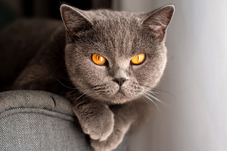 Il British Shorthair gatto grigio