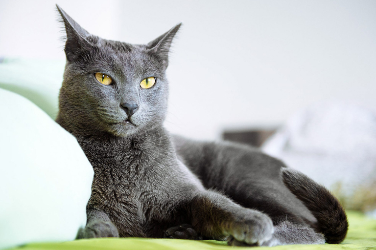 Il gatto grigio blu russo