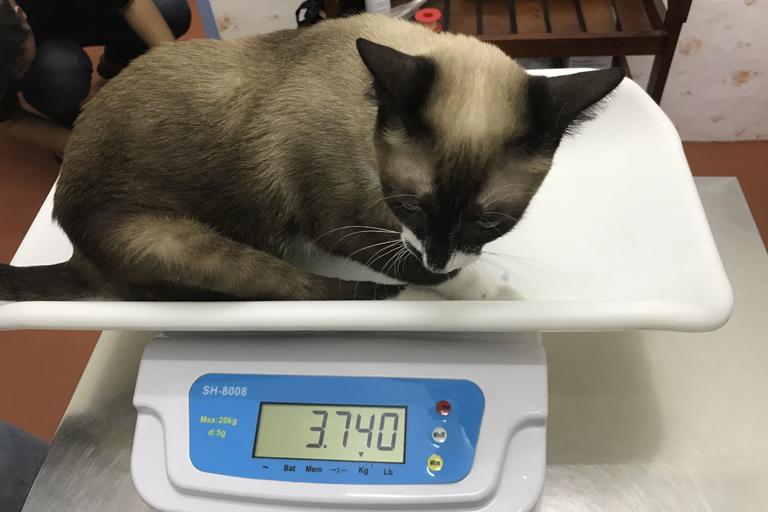 medio di peso Gatto